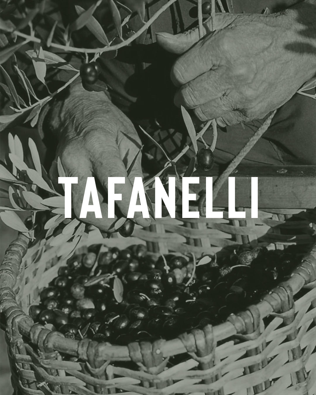 L'huile d'olive corse AOP : guide complet de l'or vert de l'île de beauté